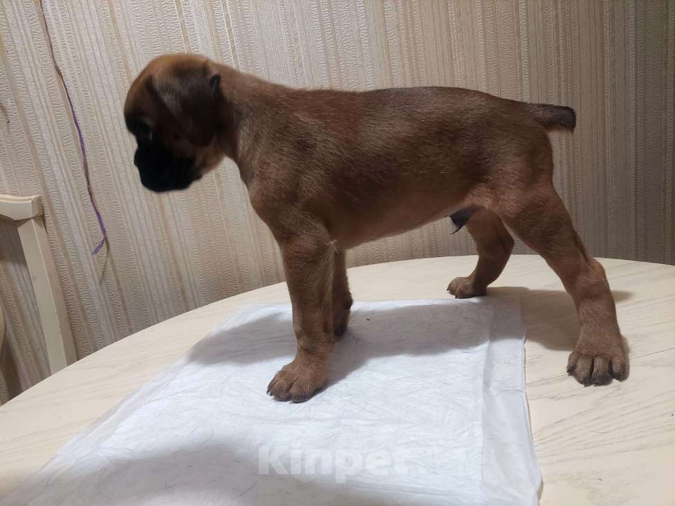 Собаки в Санкт-Петербурге: Клубный щенок немецкого боксера от титулованных родителей Мальчик, Бесплатно - фото 3