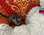 Кошки в Липецке: Котенок Девочка, Бесплатно - фото 1