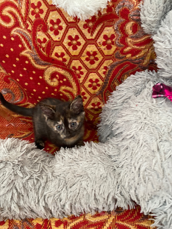 Кошки в Липецке: Котенок Девочка, Бесплатно - фото 1