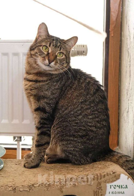 Кошки в Москве: Возможно, у неё уже был дом  Девочка, Бесплатно - фото 6