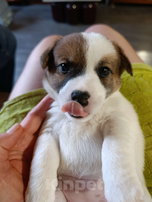 Собаки в Перми: Щен Джек Рассел терьер Девочка, 30 000 руб. - фото 2