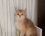 Кошки в Иваново: Шотландсктй Золотой Котик Мальчик, Бесплатно - фото 1