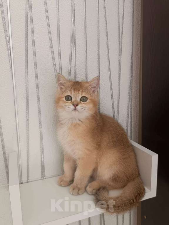 Кошки в Иваново: Шотландсктй Золотой Котик Мальчик, Бесплатно - фото 1