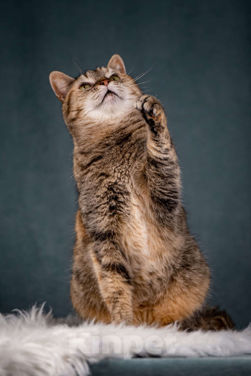 Кошки в Клине: Мадам — необычная кошечка Девочка, Бесплатно - фото 2