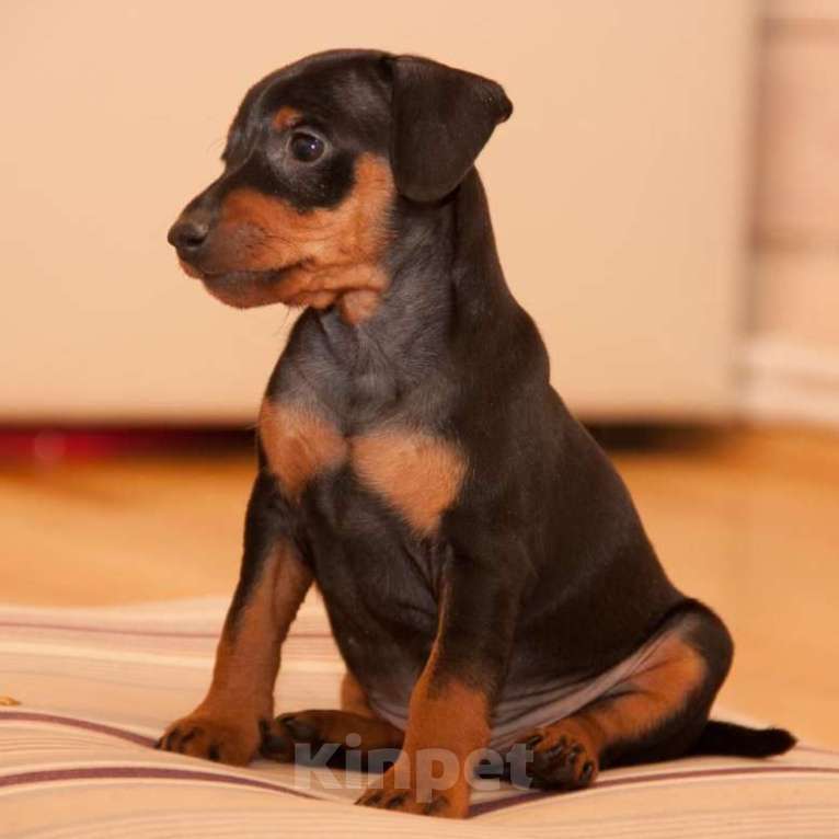 Собаки в других городах Краснодарского края: щенок цвергпинчера Девочка, 45 000 руб. - фото 1