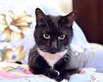 Кошки в Москве: Котик Борис ищет дом! Мальчик, Бесплатно - фото 10