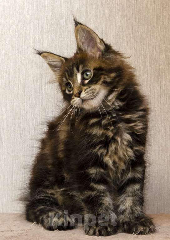 Кошки в Москве: Котята мейн-кун Мальчик, 30 000 руб. - фото 9