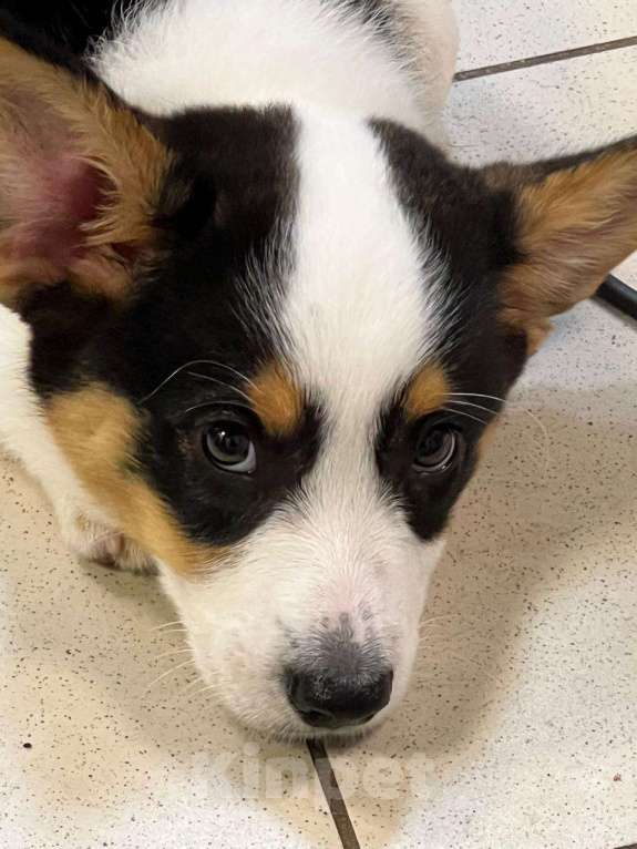 Собаки в Москве: Щенок Вельш-Корги-Кардиган Мальчик, 45 000 руб. - фото 4