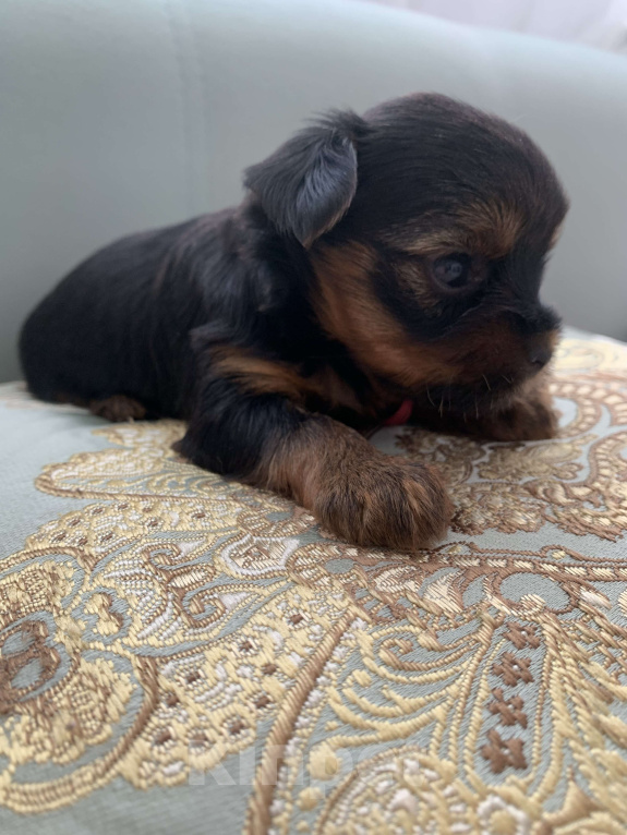 Собаки в Новосибирске: Бронирование щенка йоркширского терьера Девочка, 25 000 руб. - фото 2