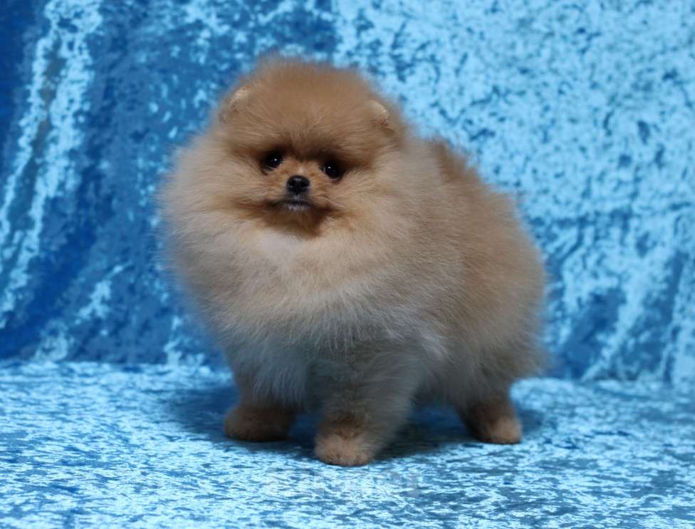 Собаки в Москве: Оранжевый мальчик Мальчик, Бесплатно - фото 3