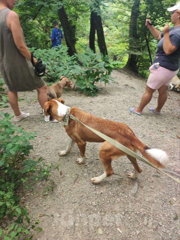 Собаки в других городах Краснодарского края: Роджер из приюта Поводог Сочи (отправим в любой город) Мальчик, Бесплатно - фото 7