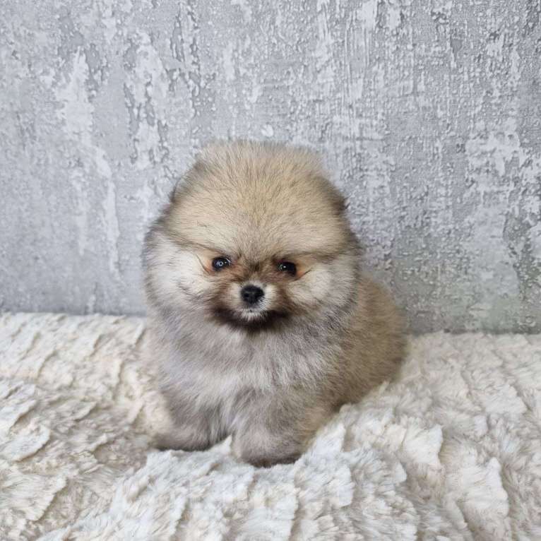 Собаки в Пскове: Щенки мини померанского шпица Девочка, 40 000 руб. - фото 2