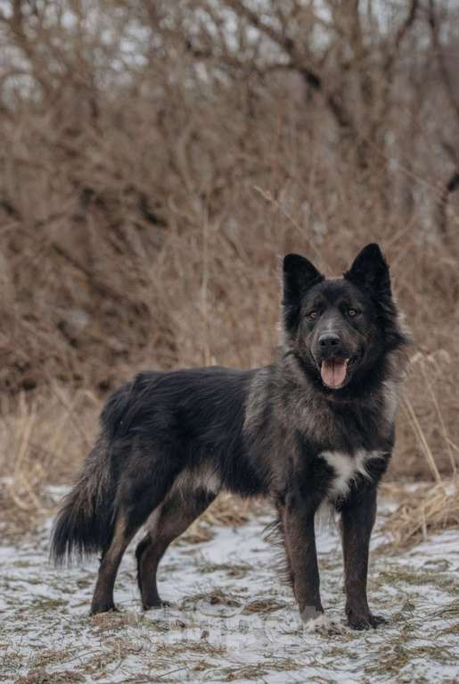 Собаки в Домодедово: В добрые руки Мальчик, Бесплатно - фото 10