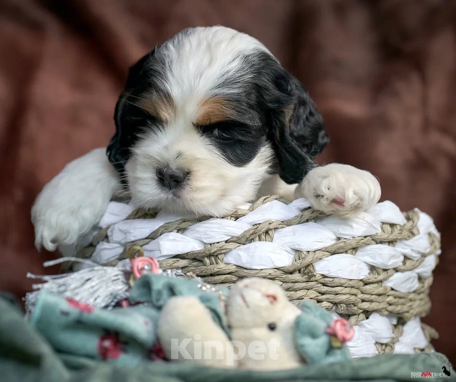 Собаки в Москве: Маленький принц ищет друга  Мальчик, 100 000 руб. - фото 3