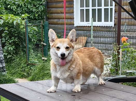 Собаки в Москве: Молодая сука. Вельш Корги Пемброк Девочка, 20 000 руб. - фото 3