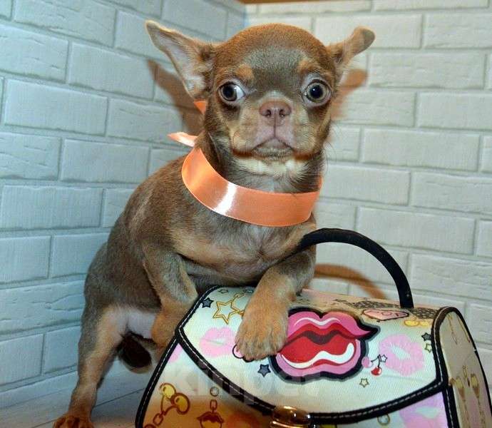 Собаки в Санкт-Петербурге: Девочка лилово подпалая, яркая красавица. Девочка, 65 000 руб. - фото 5