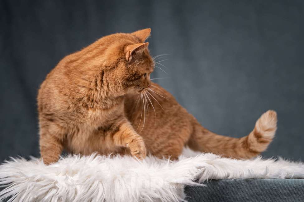 Кошки в Клине: Рыжик — матёрый кот в самом расцвете сил Мальчик, Бесплатно - фото 10