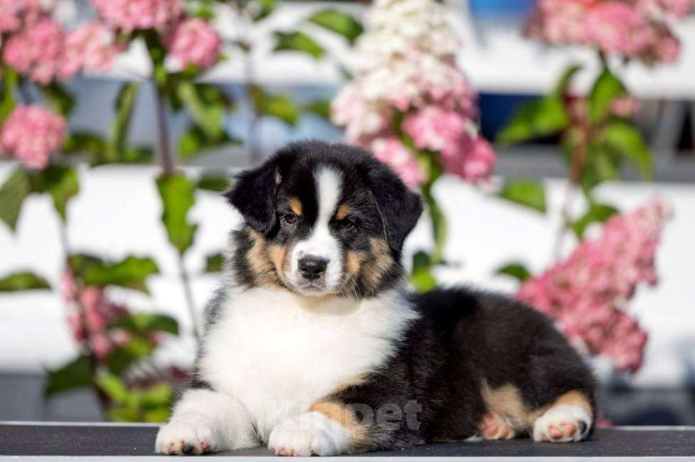 Собаки в Санкт-Петербурге: Австралийская овчарка  Девочка, 80 000 руб. - фото 9