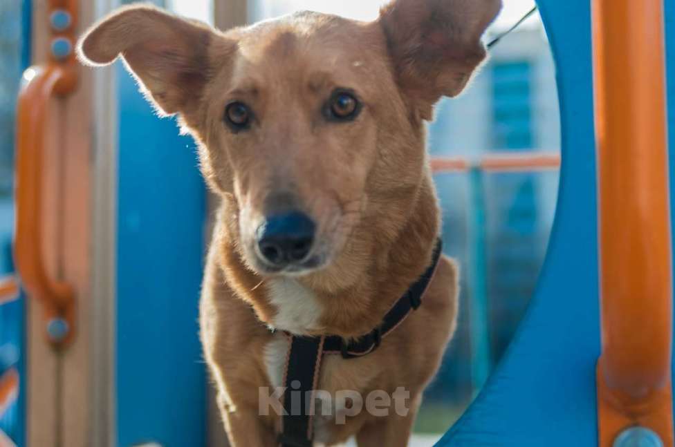 Собаки в Санкт-Петербурге: Красивый маленький воспитанный пёсик Мальчик, Бесплатно - фото 2