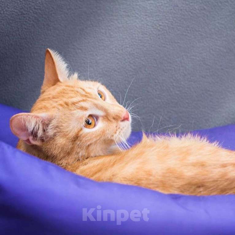 Кошки в Москве: Никому не нужный рыжик Мальчик, Бесплатно - фото 4