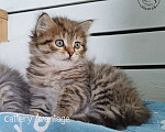 Кошки в Новом Ладоге: Предлагаются клубные сибирские котята мальчик/девочка Девочка, Бесплатно - фото 1