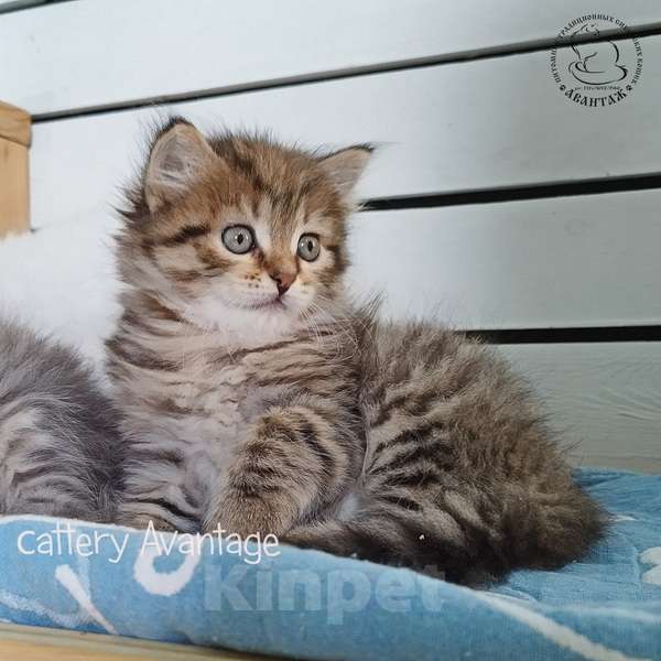 Кошки в Новом Ладоге: Предлагаются клубные сибирские котята мальчик/девочка Девочка, Бесплатно - фото 1