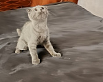 Кошки в Электростали: Шотландский вислоухий короткошёрстный котёнок Мальчик, 10 000 руб. - фото 2