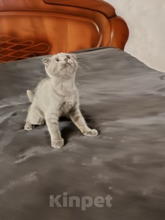 Кошки в Электростали: Шотландский вислоухий короткошёрстный котёнок Мальчик, 10 000 руб. - фото 2