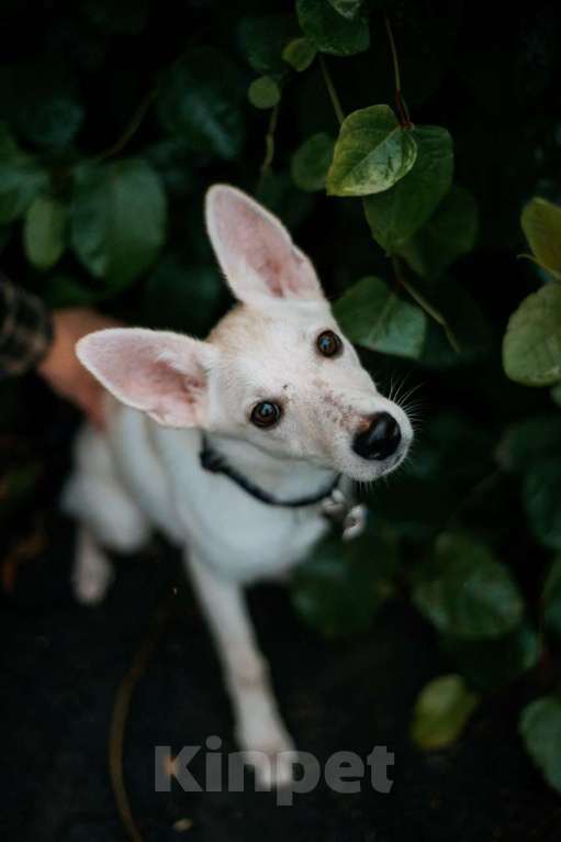 Собаки в Москве: Ищет дом маленькая белая собака Плам (Пломбирка) Девочка, Бесплатно - фото 2