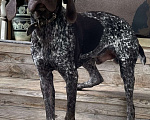 Собаки в Конаково: Найден щенок кобель легавая Мальчик, 1 руб. - фото 2
