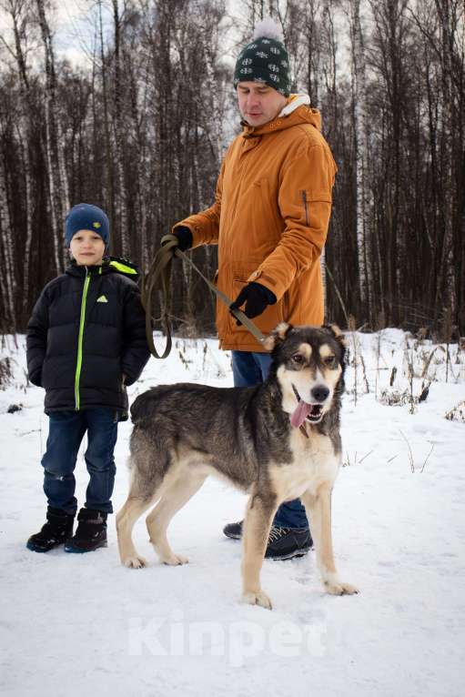 Собаки в Видном: Нокс, семейный пес Мальчик, Бесплатно - фото 4