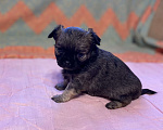 Собаки в Санкт-Петербурге: Великолепный мальчик чишка Мальчик, 25 000 руб. - фото 2