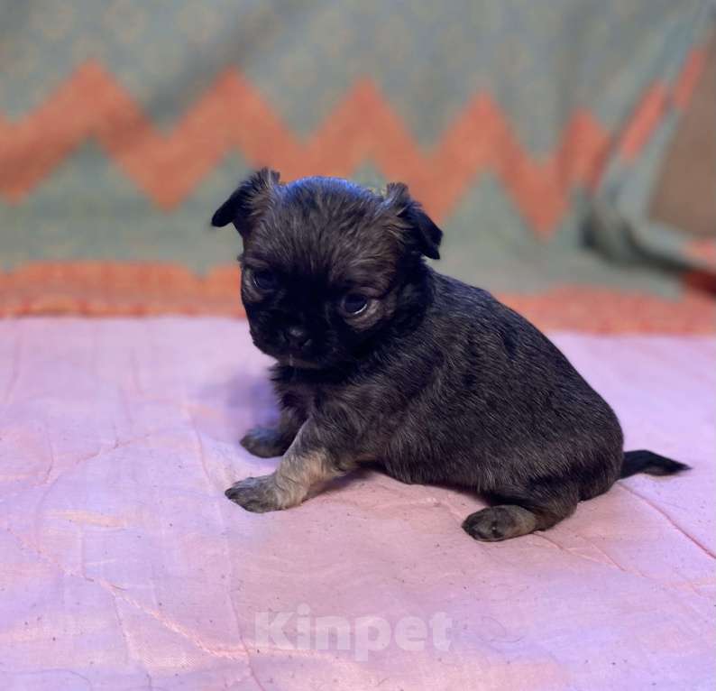 Собаки в Санкт-Петербурге: Великолепный мальчик чишка Мальчик, 25 000 руб. - фото 2