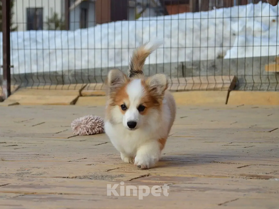 Собаки в Новосибирске: Щенок вельш корги пемброк Девочка, 50 000 руб. - фото 5