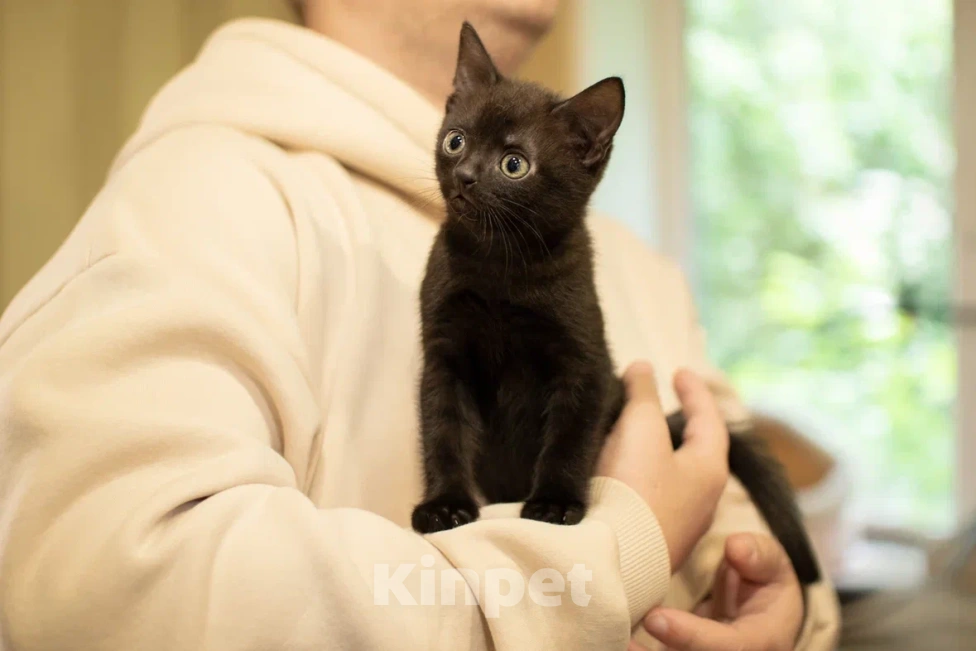 Кошки в Москве: Малыш Пеппер ищет дом🖤 Мальчик, Бесплатно - фото 7