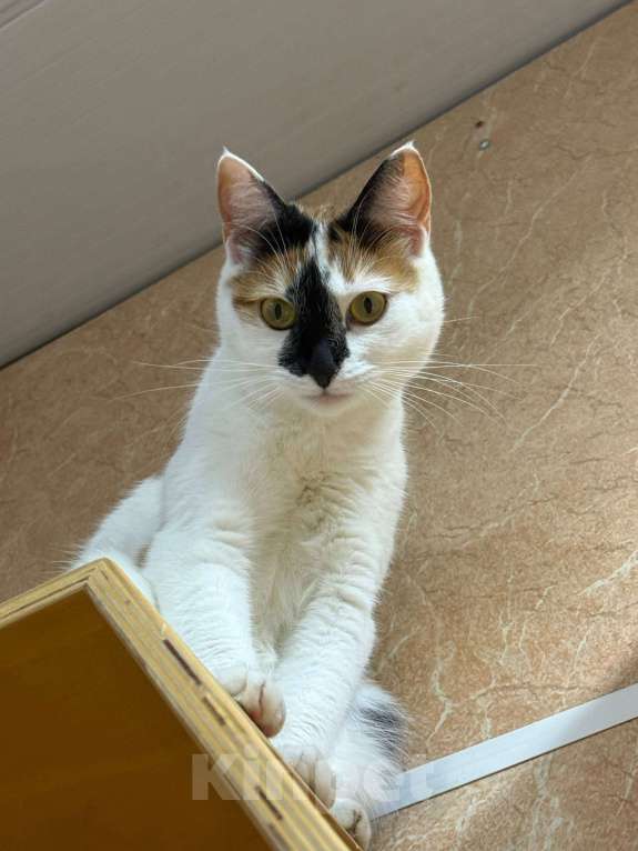 Кошки в Москве: Яркая коська в добрые руки Девочка, Бесплатно - фото 5