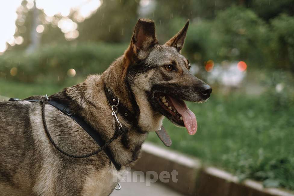 Собаки в Санкт-Петербурге: Мэй из приюта в добрые руки Девочка, Бесплатно - фото 5