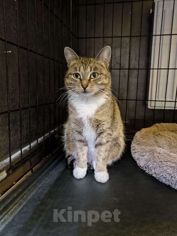 Кошки в Москве: Добрая кошечка Летиция Девочка, Бесплатно - фото 2