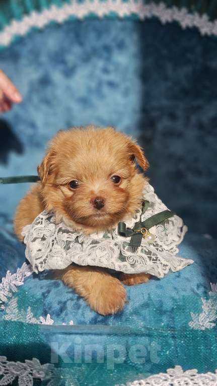 Собаки в Химках: Мальтипу мини мальчик Мальчик, 140 000 руб. - фото 2