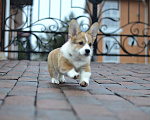Собаки в Москве: Щенки вельш корги пемброк Девочка, 60 000 руб. - фото 4