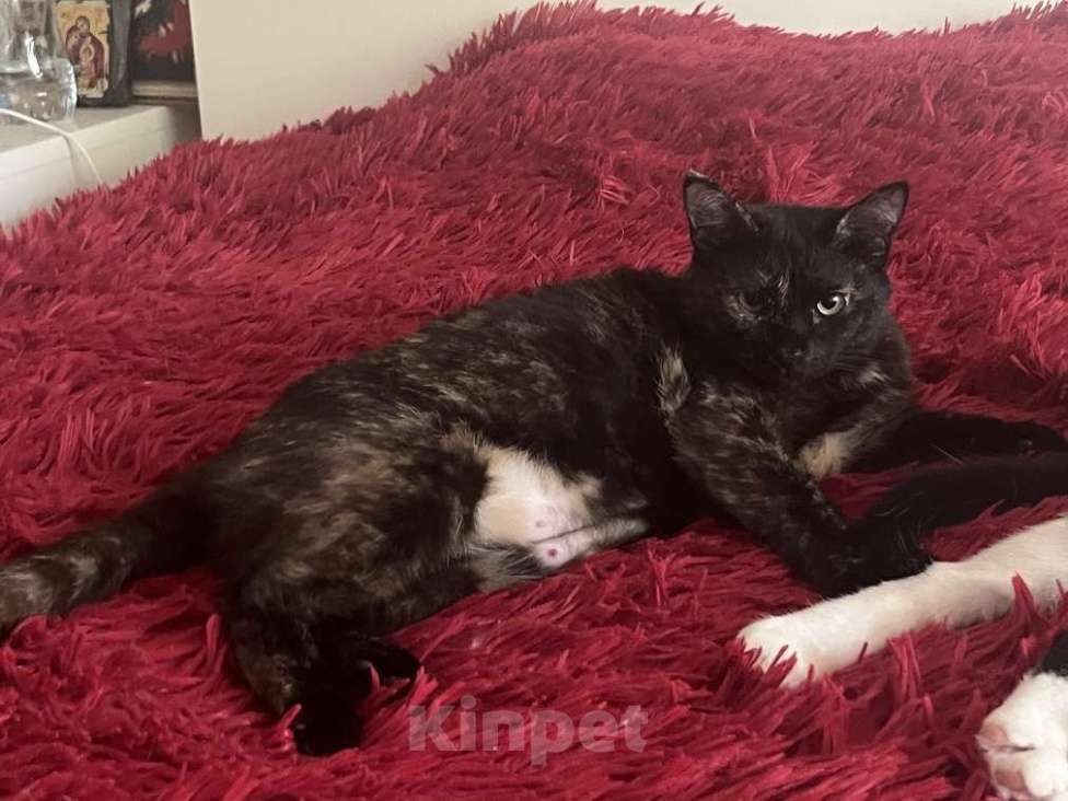 Кошки в Москве: Добрый и ласковый котик Маркиз ищет дом! Мальчик, Бесплатно - фото 7