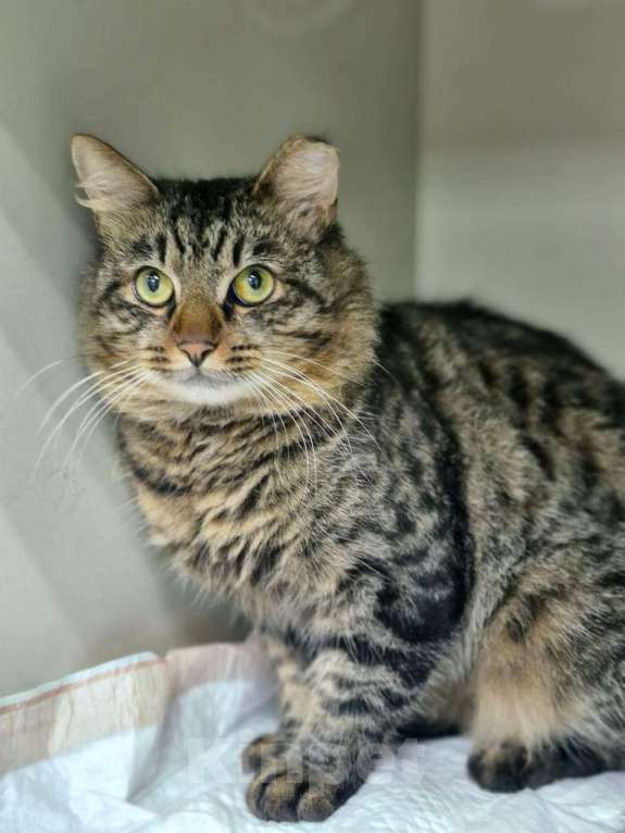 Кошки в Москве: Замурчательный кот Барсолино Мальчик, Бесплатно - фото 2