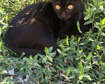 Кошки в Кузнецке: Котята, 1 руб. - фото 4