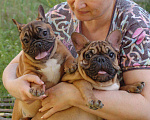 Собаки в Липецке: Красавцы французята Мальчик, 45 000 руб. - фото 3