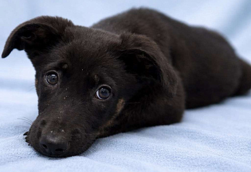 Щенок мальчик Элвис ищет дом