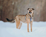 Собаки в Москве: Сади, собака-подросток, которая не умеет любить вполсилы Девочка, Бесплатно - фото 2