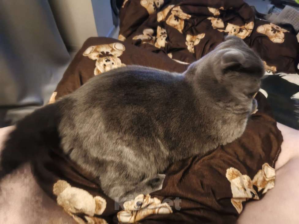 Кошки в Ярославле: Отдам кота в добрые руки Мальчик, Бесплатно - фото 3