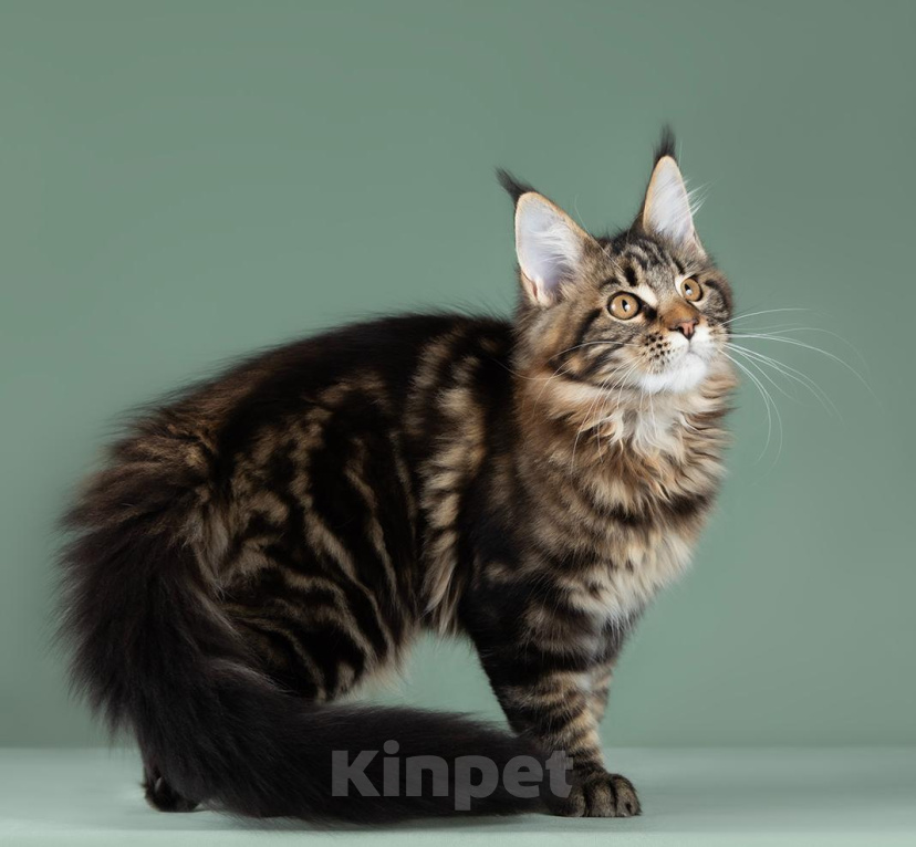 Кошки в Видном: Она тигровая, куняша клёвая! Девочка, 50 000 руб. - фото 10