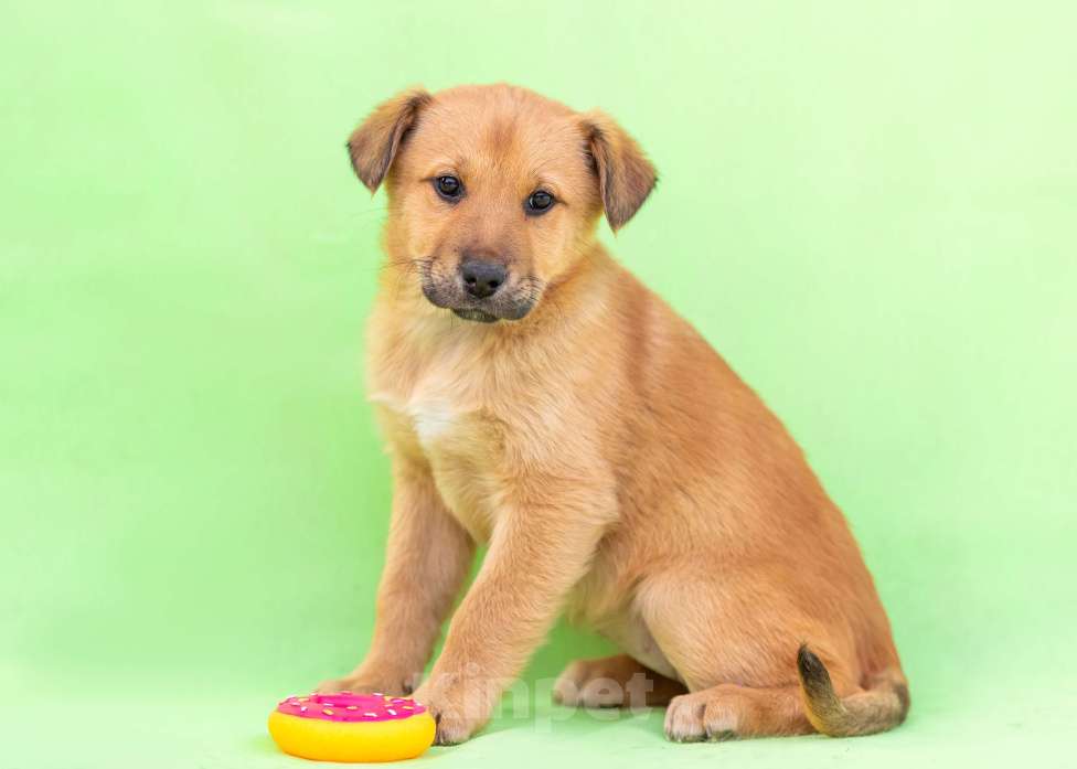 Собаки в других городах Московской области: Щенок Мира в добрые руки Девочка, Бесплатно - фото 8