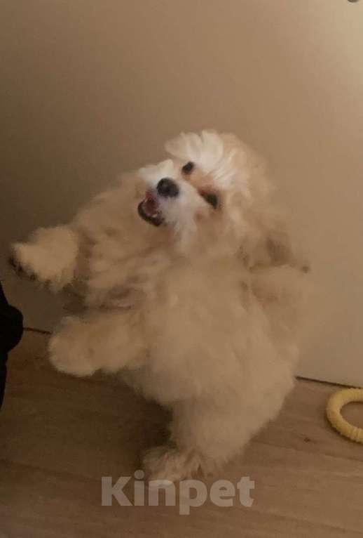 Собаки в Санкт-Петербурге: Мальтипу  мальчик стандарт Мальчик, 75 000 руб. - фото 4